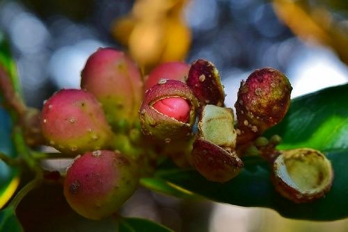 おがたまのき,オガタマノキ