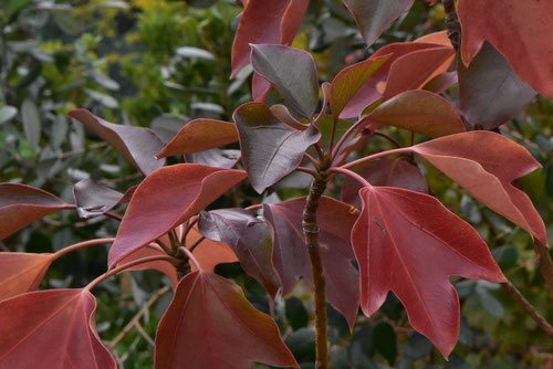 カクレミノ,紅葉,画像,かくれみの