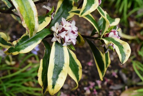 沈丁花,ジンチョウゲじんちょうげ,種類,画像