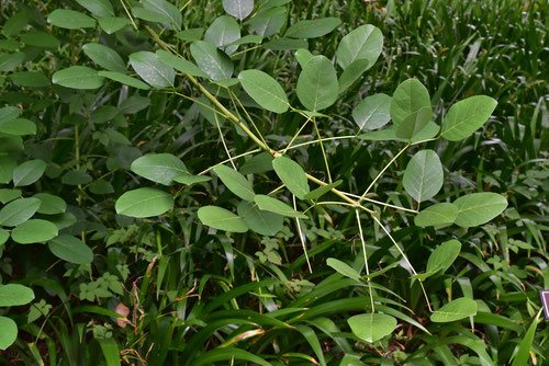 あめりかでいご,カイコウズ,葉,写真,かいこうず