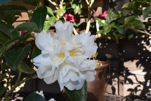 白い花のカンツバキ　名前