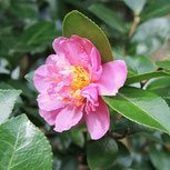 山茶花,さざんか,種類