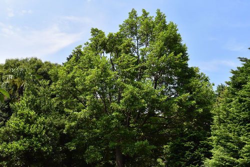オガタマノキ,おがたまのき,樹形