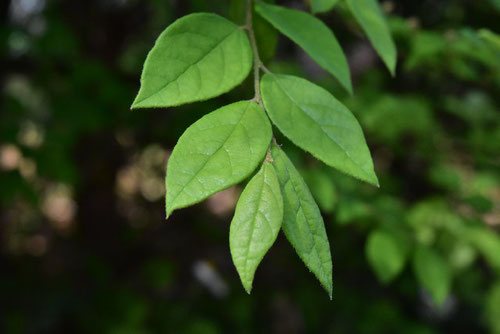 トキワマンサク,ときわまんさくの葉っぱ,画像