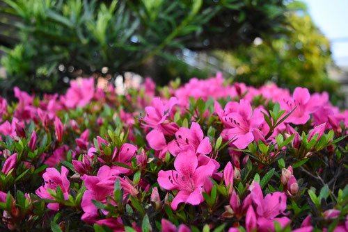 サツキツツジ,さつきつつじ,種類