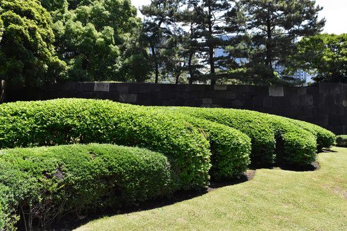 寒椿,かんつばき,大刈り込み,カンツバキ