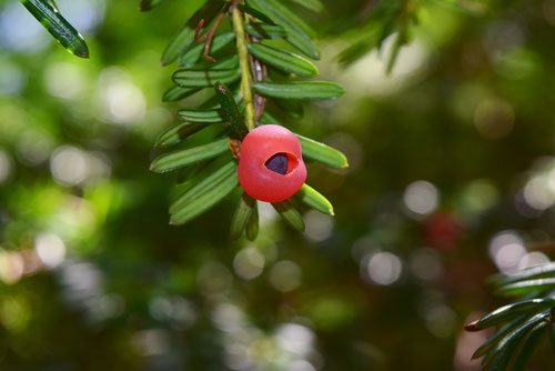 イチイ,植物,赤い実,いちい,樹木