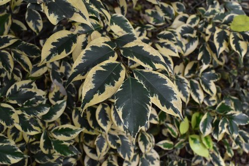 スダジイ,シイの木,すだじい,種類