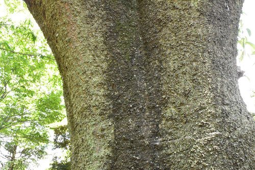 黒樫,樹木図鑑,シラカシ