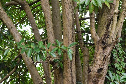 stem of Sweet viburnum