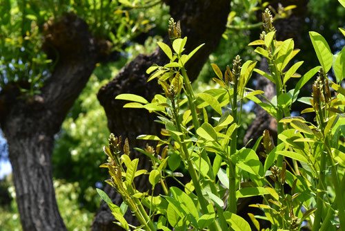 アメリカデイゴ,あめりがでいご,葉っぱ,かいこうず