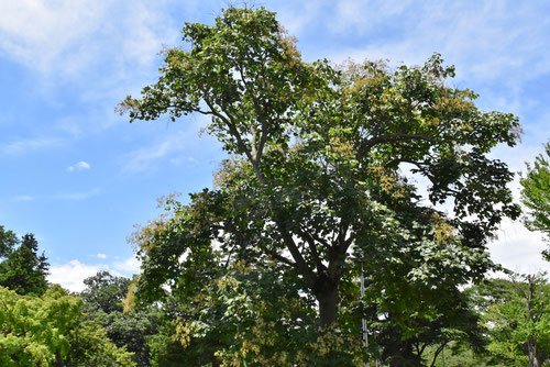 アオギリの花,あおぎり,画像,青桐