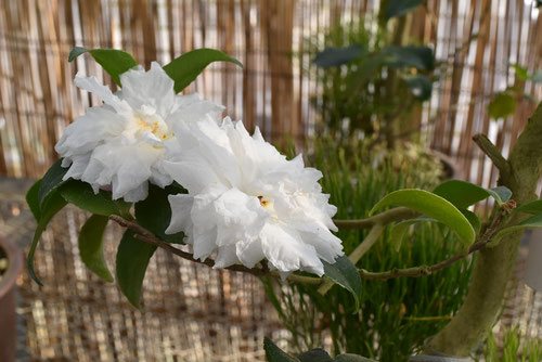 silver dollar,picture