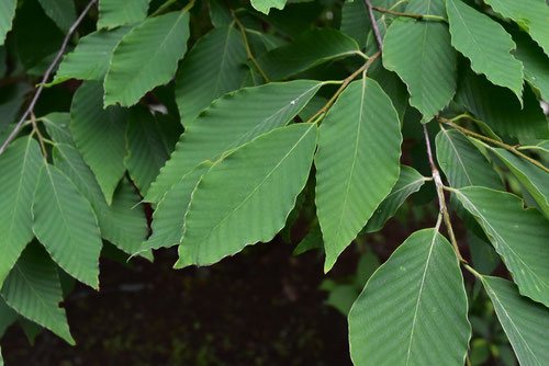 いぬぶな,犬橅,葉っぱ,写真