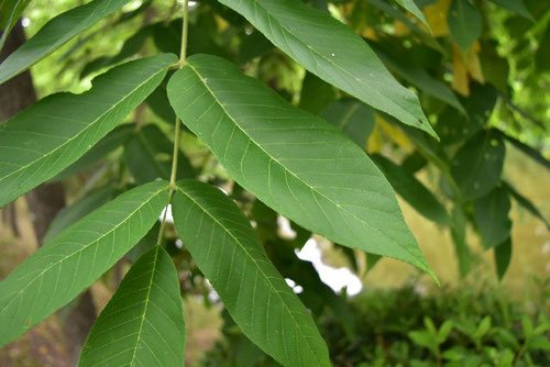 オニグルミの葉っぱ,おにぐるみ,画像