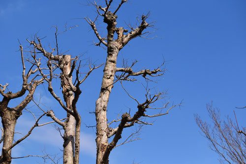 秋楡,あきにれ,手入れ