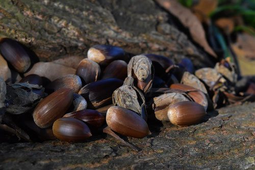 シイノミ,画像,どんぐり,スダジイ