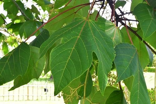 アオギリの葉っぱ,あおぎり,画像,青桐
