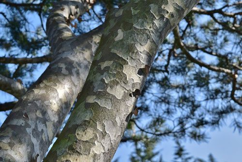 しろまつ,はくしょう,白松,樹木