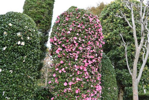 山茶花,さざんか,仕立て,サザンカ