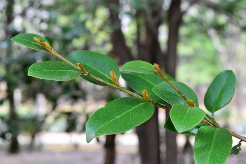 イスノキ　画像