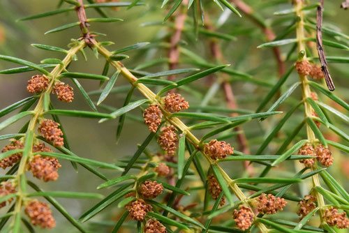 ねずみさし,鼠刺し,ネズコの木