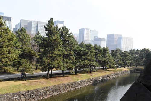 Japanese black pine tree