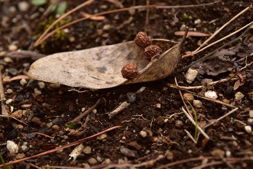 青桐,あおぎり,実,画像,アオギリ