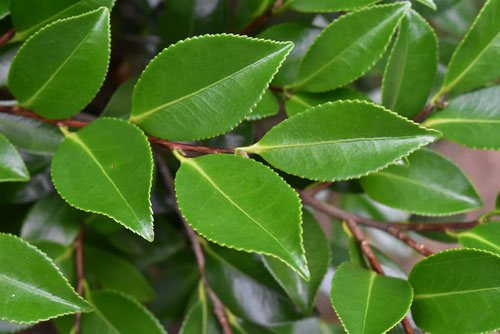 寒椿,かんつばき,葉っぱ,画像,カンツバキ