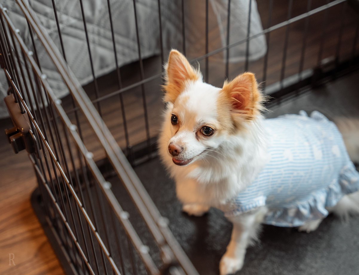 すべての客室に大き目のクレートを設置しております。ペット用トイレやトイレシーツを配置するなど、ご自由にお使いください。