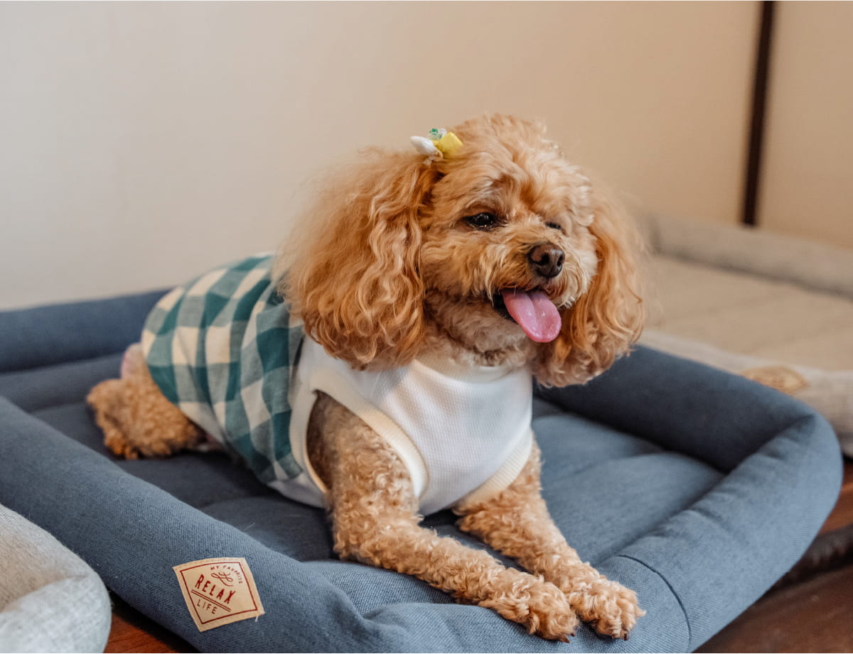 定員頭数分のペット用ベッドをご用意しております。また、ベッド上にかけられた防水のカバークロスの上であれば、ご自由にペットとお過ごしいただけます。