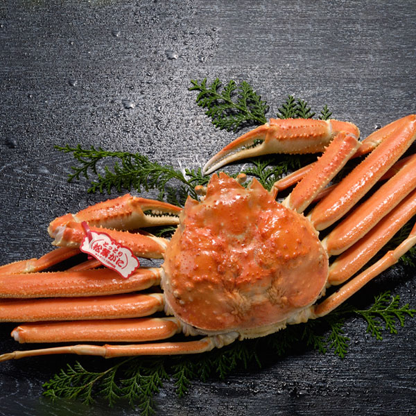 【冬季限定】鳥取の松葉ガニを食べつくす！