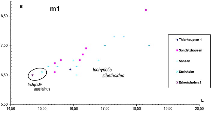 Abbildung 6: Längen-Breiten-Diagramm (Werte in mm) des m1 von Ischyrictis aus Thierhaupten 1 (Bayern, Deutschland).