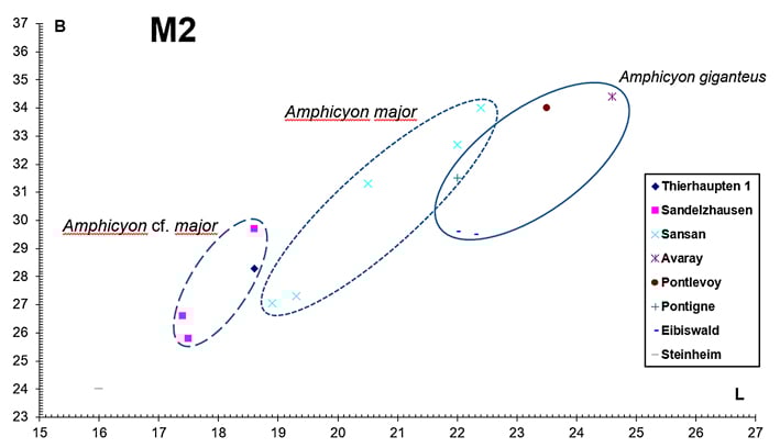 Abbildung 5: Längen-Breiten-Diagramm (Werte in mm) des M2 von Amphicyon aus Thierhaupten 1 (Bayern, Deutschland).
