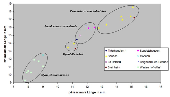 Abbildung 7: Streudiagramm der m1-Länge gegen die p4-Länge verschiedener Pseudaelurus/Styriofelis- Arten.