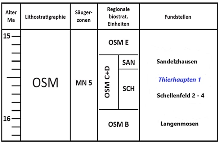 Abbildung 8: Stratigraphische Übersicht: Einstufung der Fundstelle Thierhaupten 1.
