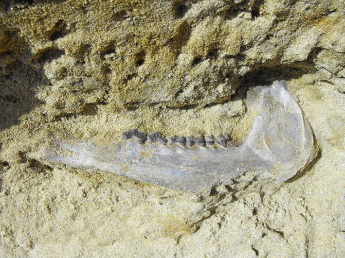 Abbildung 4: Unterkieferast von Dorcatherium crassum in der Großsäuger-Fundlage.