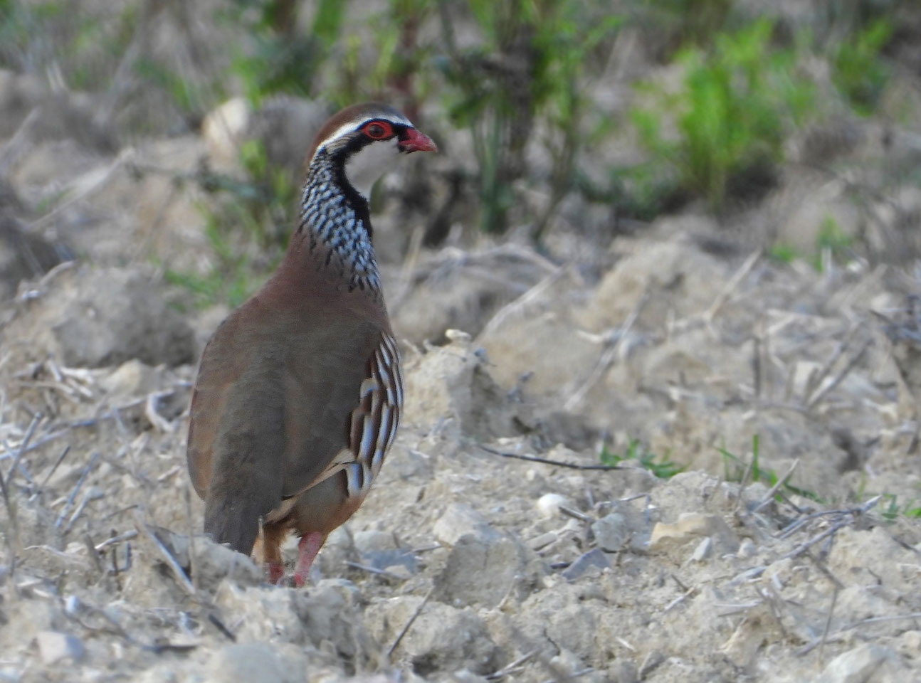 Vogel des Monats Oktober 2025 - Rothuhn