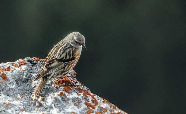Vogel des Monats Juli 2025 - Alpenbraunelle