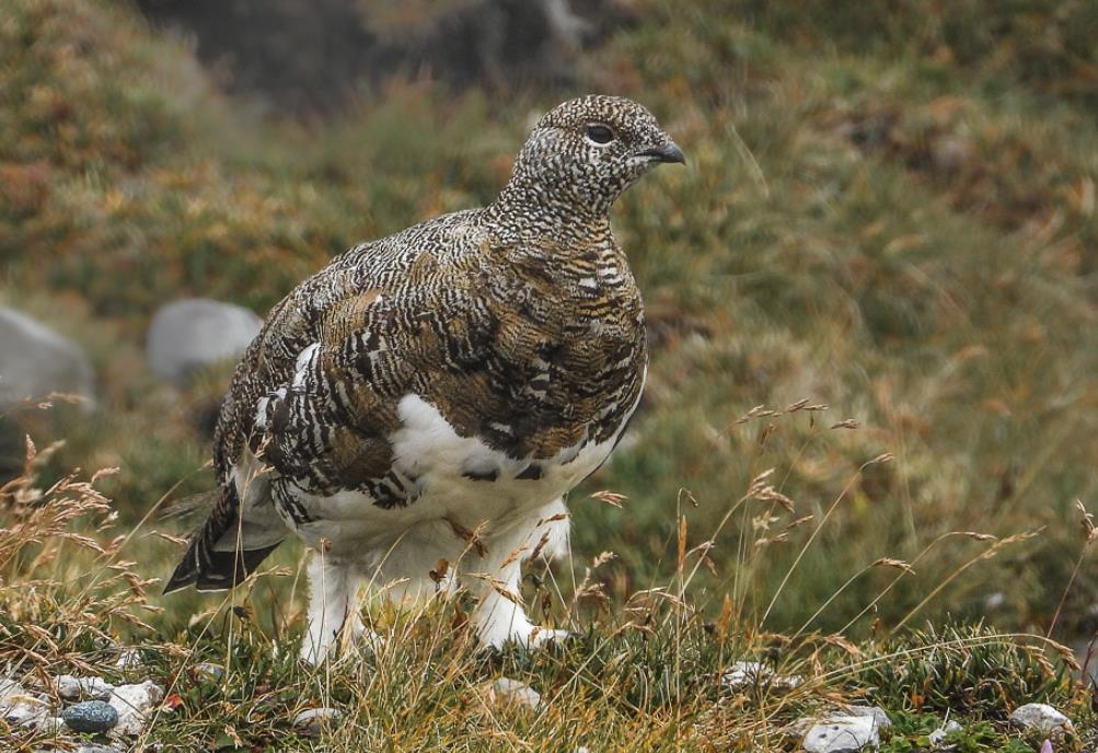 Vögel des Monats August & September: Alpenschneehuhn & Steinhuhn