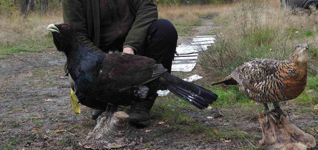 Vogel des Monats November 2025 - Auerhuhn