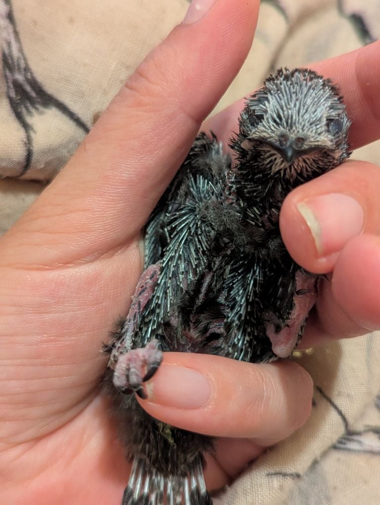 Die härteste Brutsaison aller Zeiten – unser Rückblick auf die Mauersegler-Saison 2025