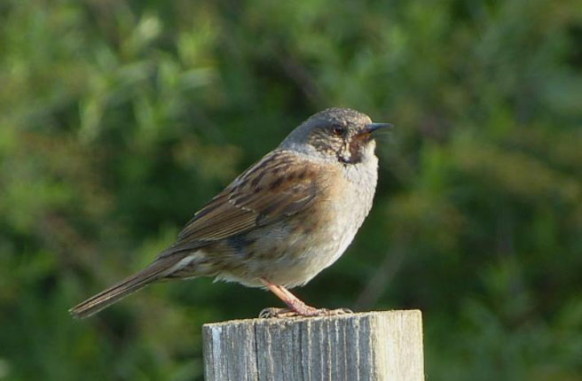 Vogel des Monats Juni 2025 - Heckenbraunelle