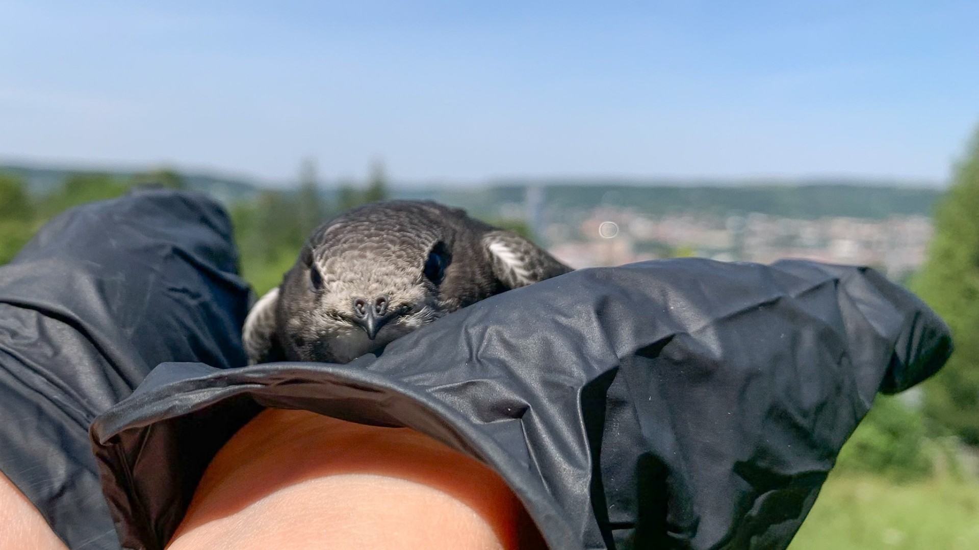 Wie geht es Jenas Vögeln? – Einblicke in die Vogelwelt und den Schutz vor Ort