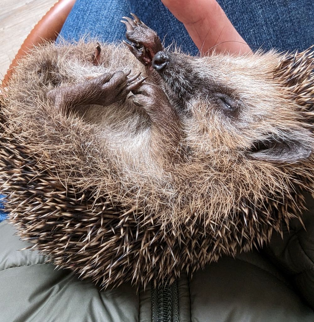 Alarmstufe Rot für Igel in Jena