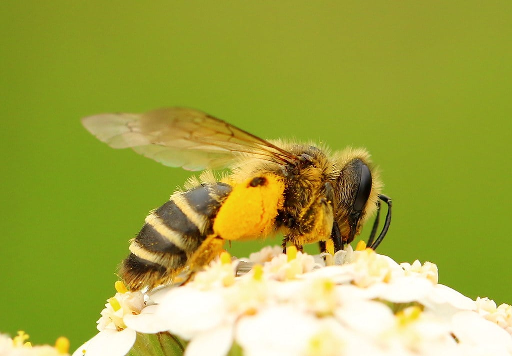 Bienen in Deutschland und Thüringen: Warum sie wichtig sind und wie wir ihnen helfen können