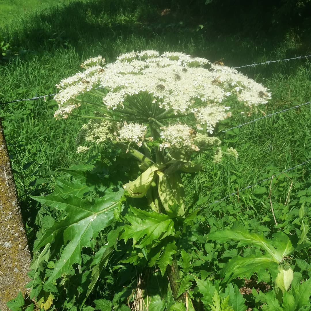 Hondentips : pas op voor reuzenberenklauw