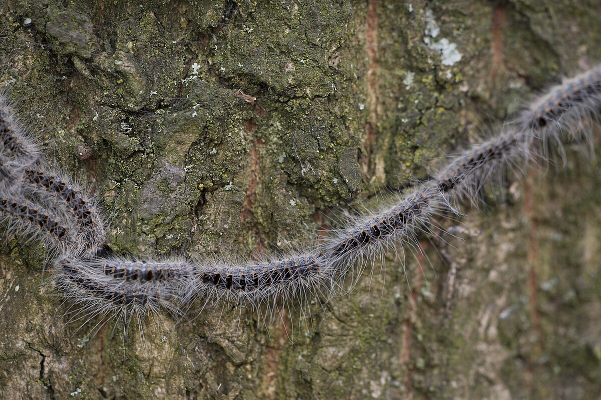 Eikenprocessierups en honden
