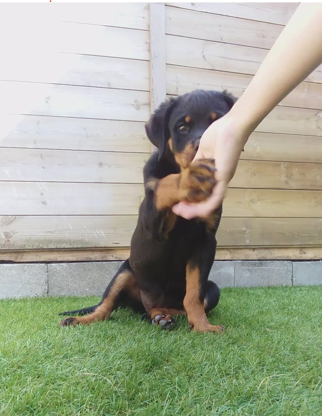 Puppytraining: 3 tips voor een goede start