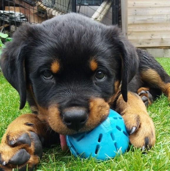 Puppy in huis? 7 veelgemaakte fouten die ik élke week zie